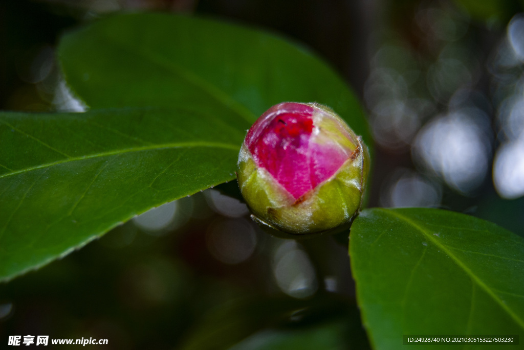 山茶花