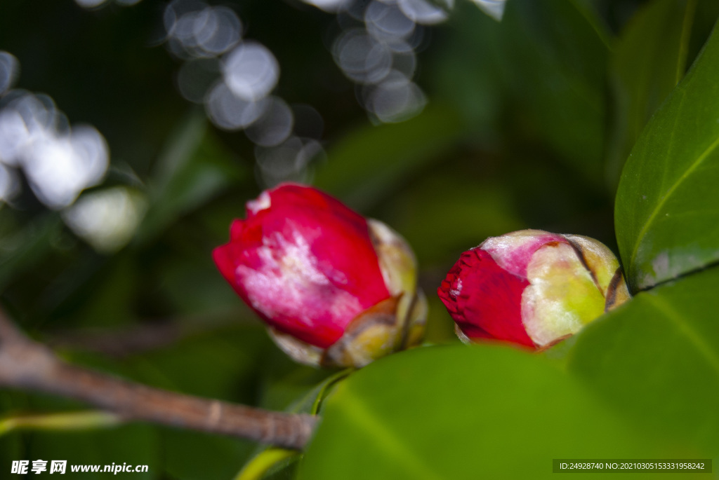 山茶花