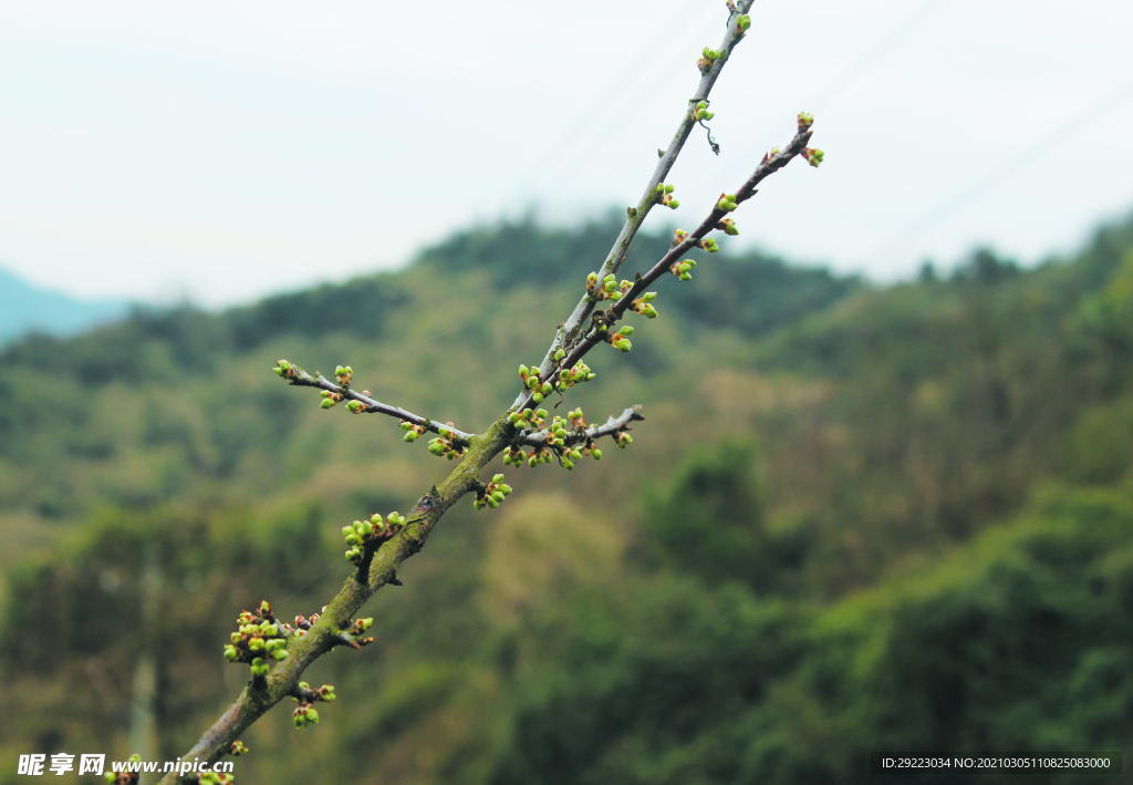 春天   发芽