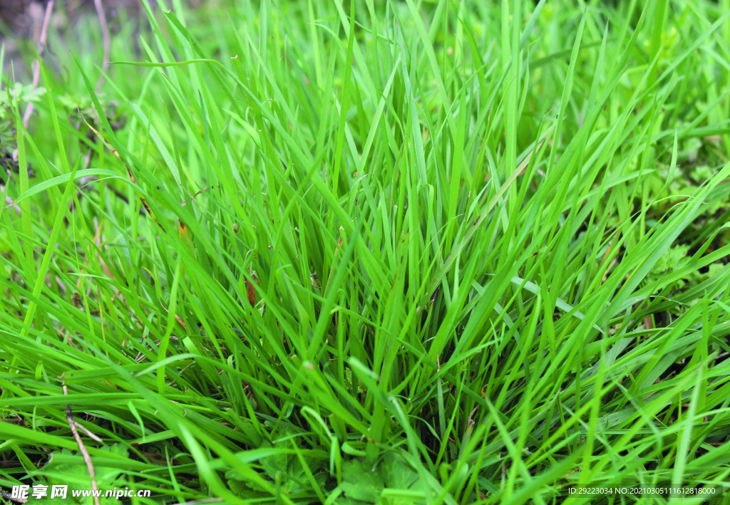 野草