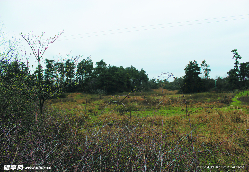 田园风景    春天