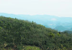 山