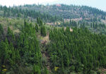 山 树林 山川 森林  山岭
