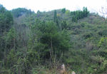 山   树林  森林