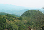 山   树林   森林
