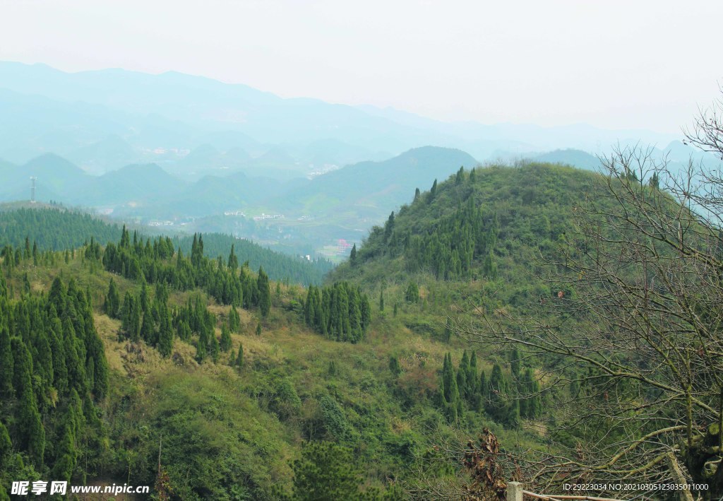 山   树林   森林