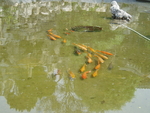 水池