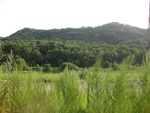 山