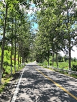 林荫路