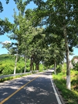 林荫路