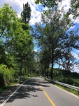 林荫路