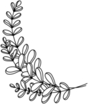 手绘植物