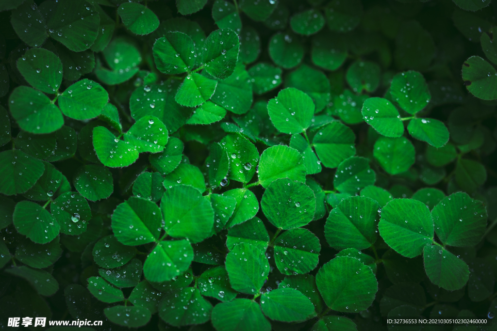 春天小草雨水雨珠