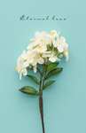 花卉小清新