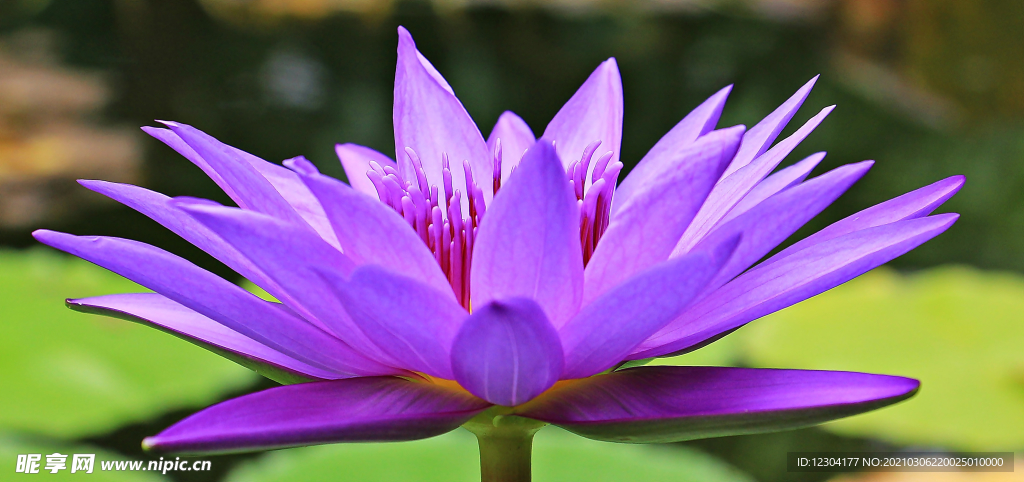 莲花