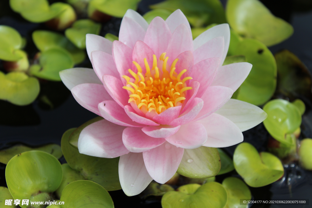 莲花