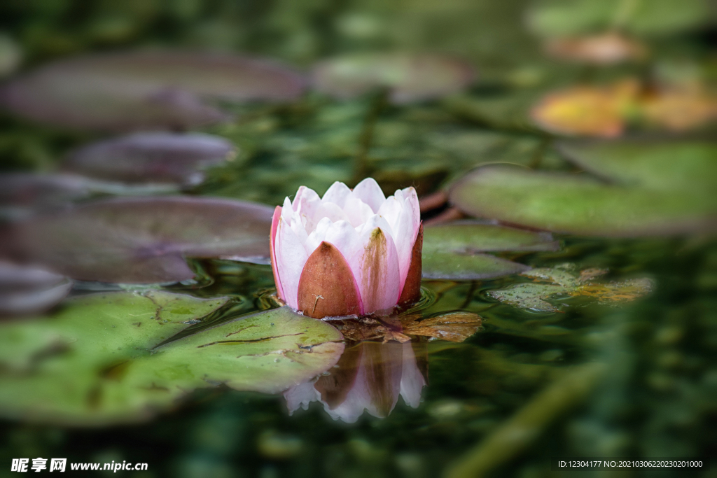 莲花