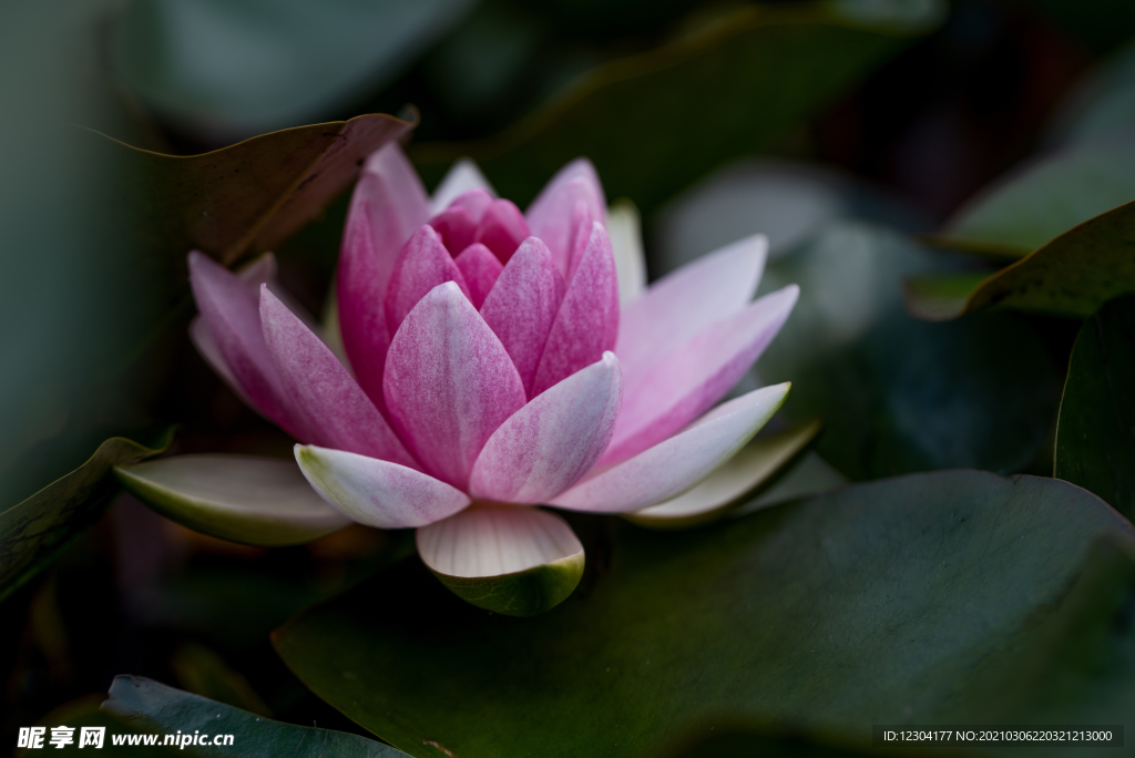 莲花