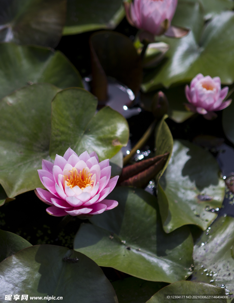 莲花