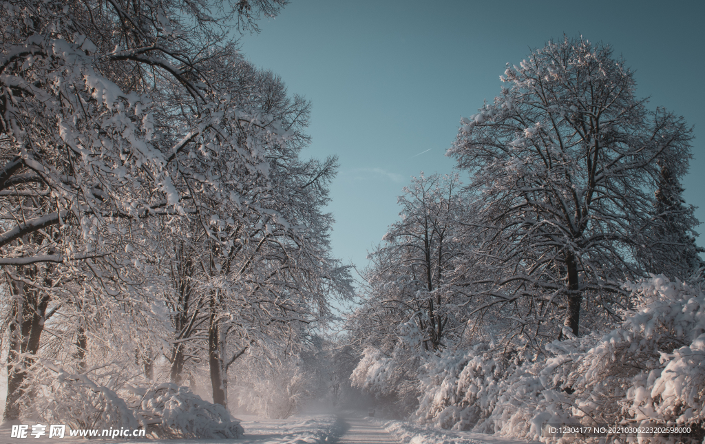 雪地