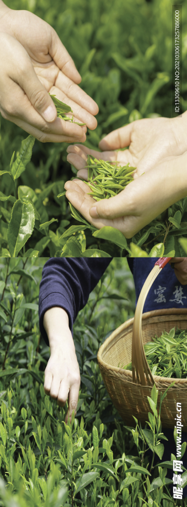 茶
