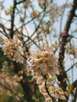 李子花