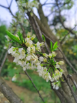 李子花
