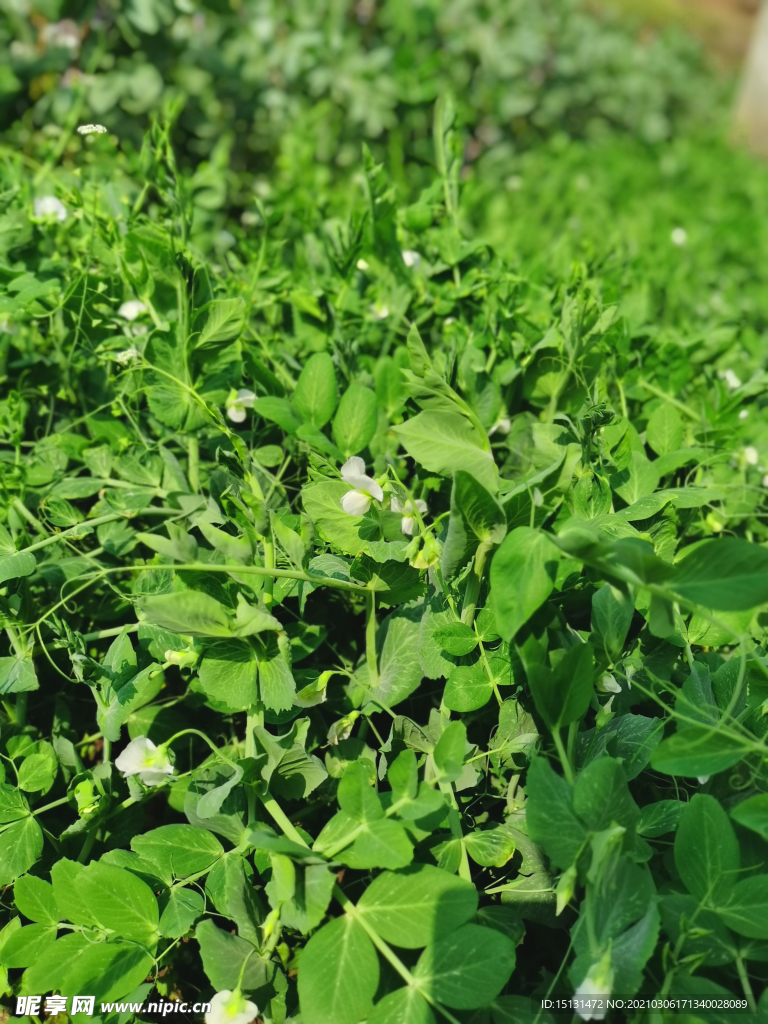 豌豆花