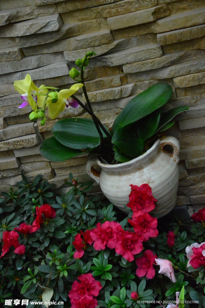 杜鹃花