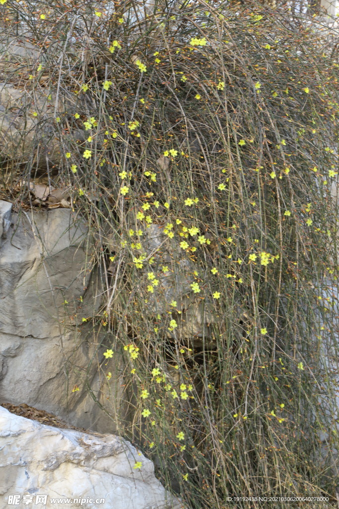 迎春花