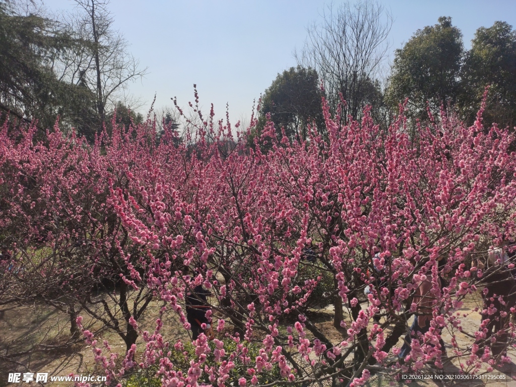 梅花山庄