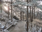 山间云雾雪松