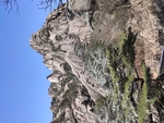 安徽黄山雪松