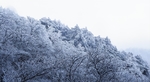 雪松清晨