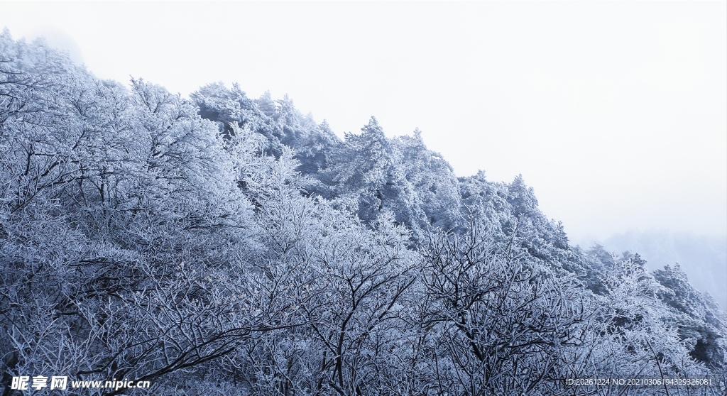 雪松清晨