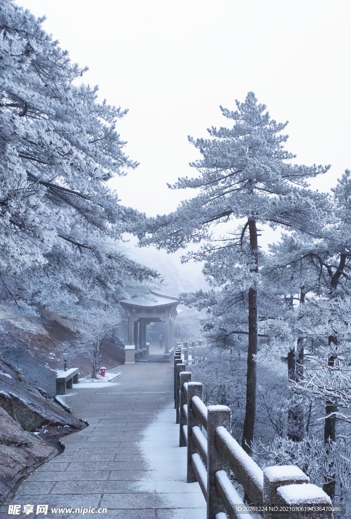 雪松清晨