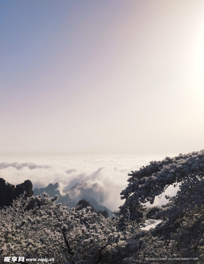 雪松云海