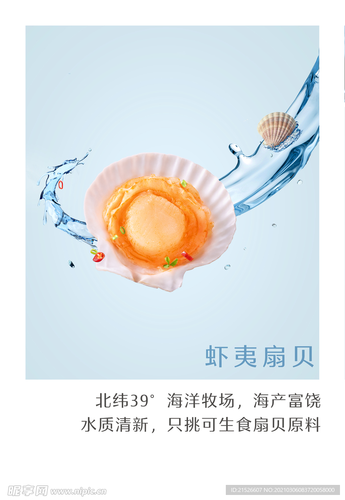 虾夷扇贝
