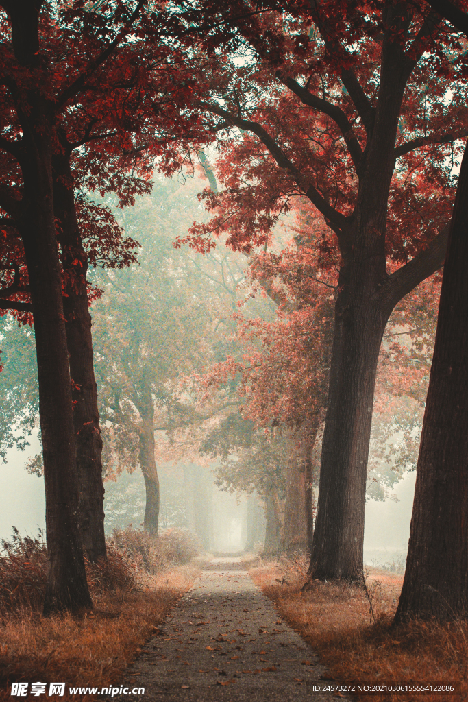 风景壁纸