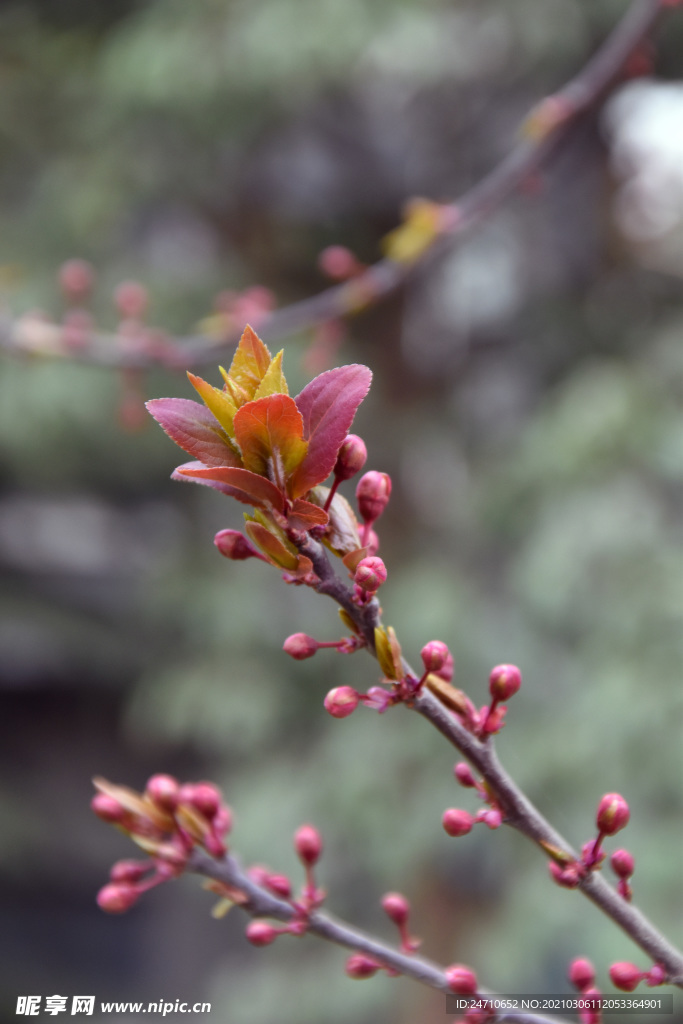 树木发芽