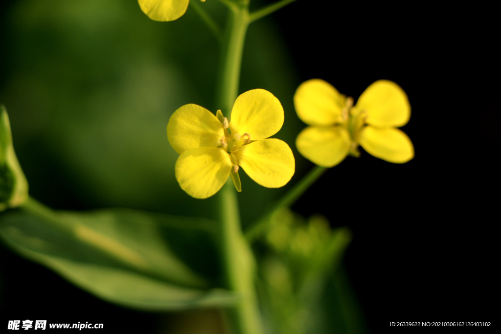 油菜花k