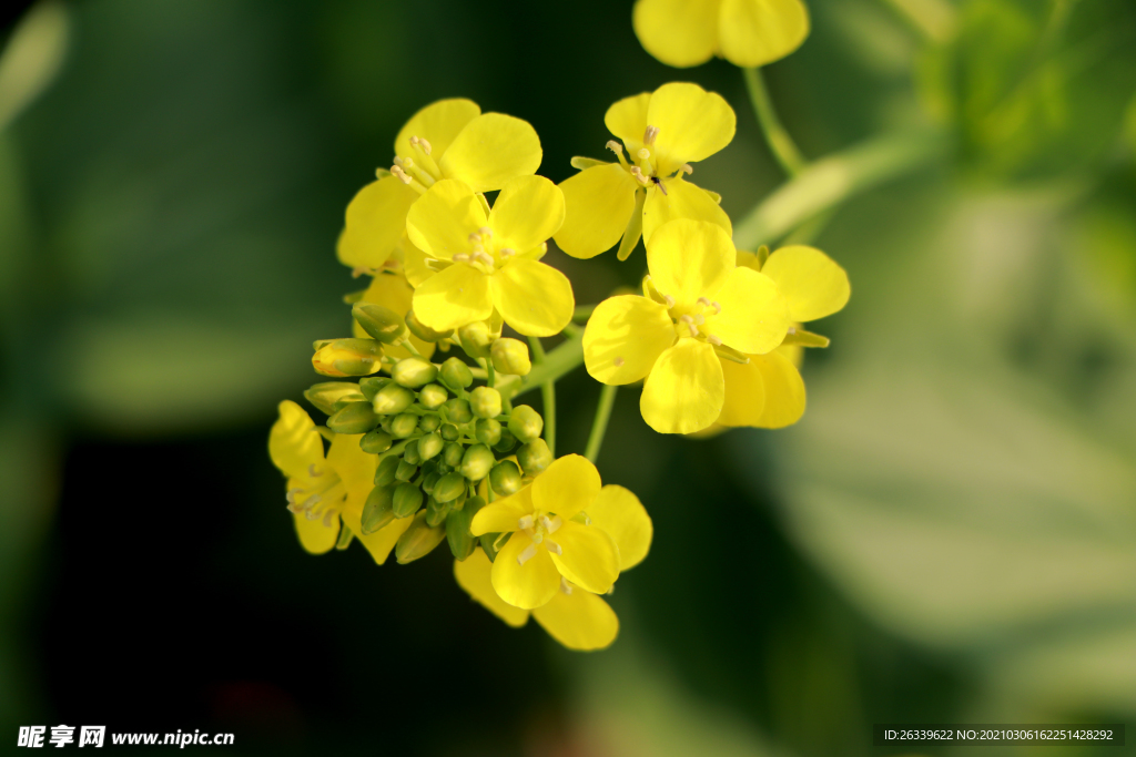 油菜花l