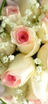 唯美粉白玫瑰花