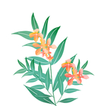 插画植物花朵元素