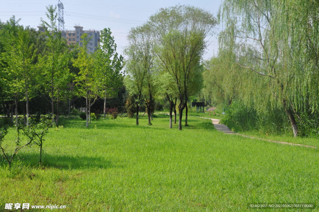 北京某公园植物景观之疏林草地