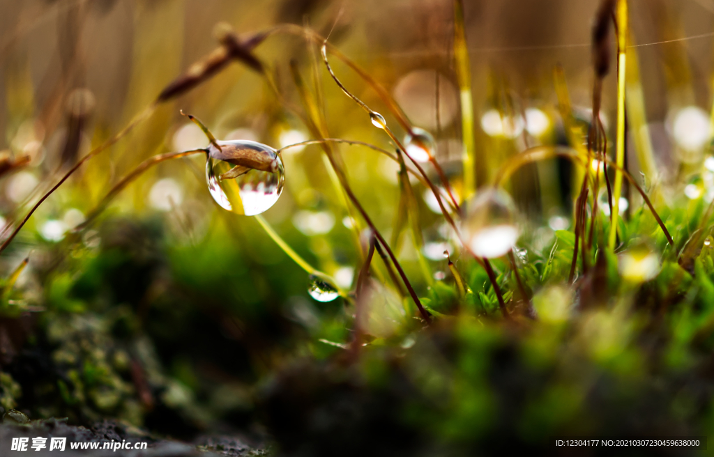 苔藓