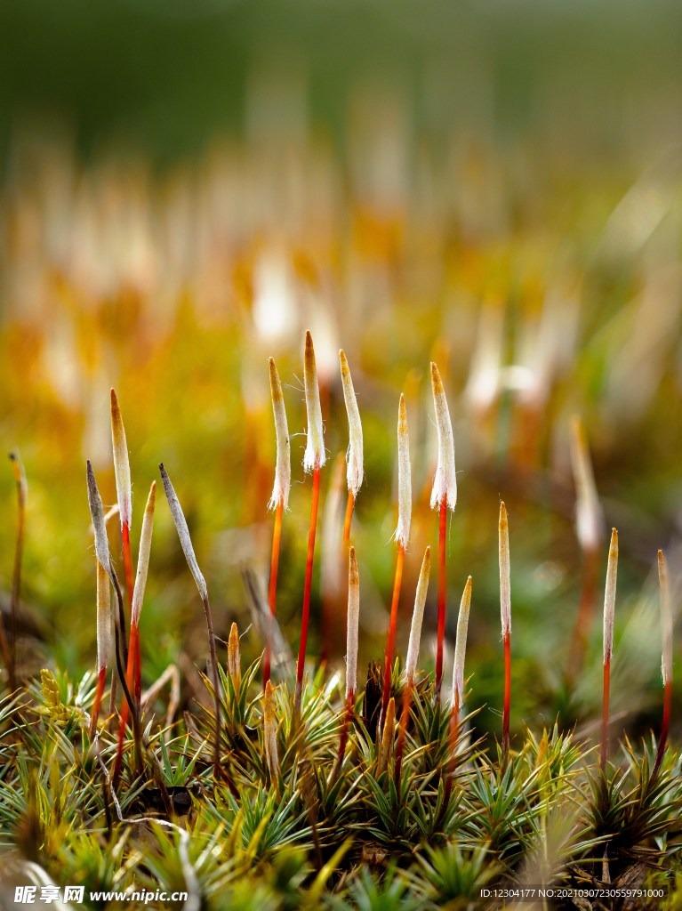 苔藓