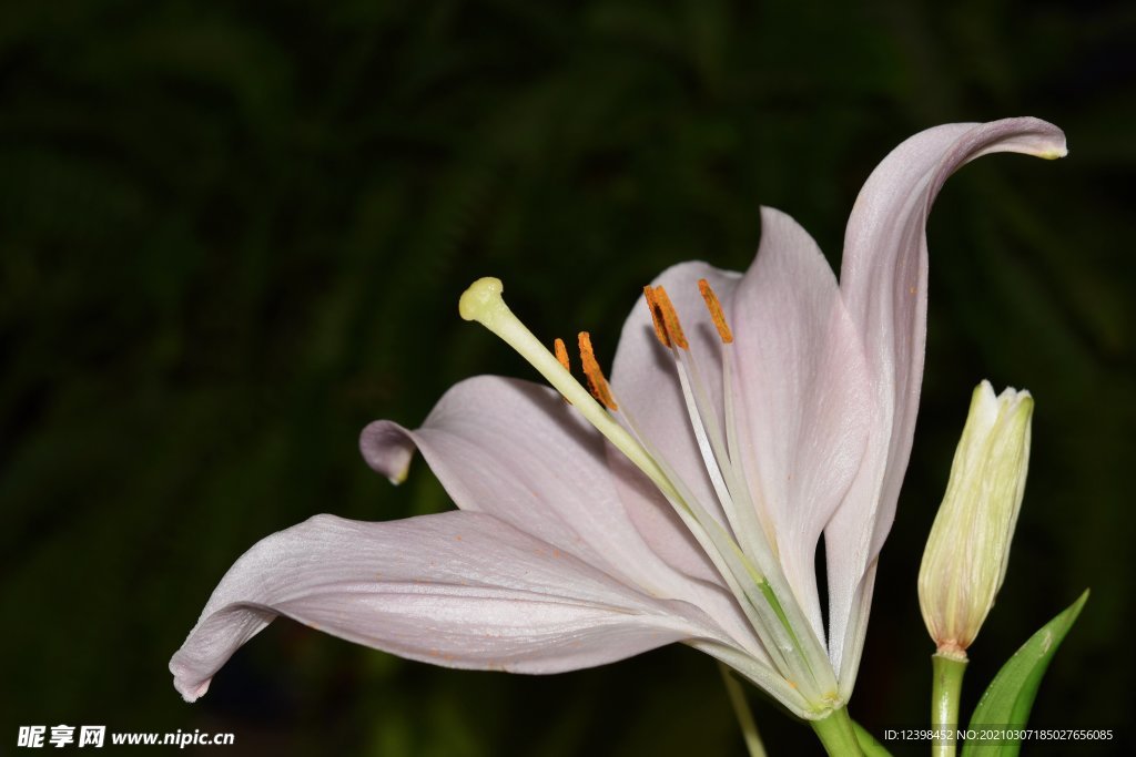 百合花