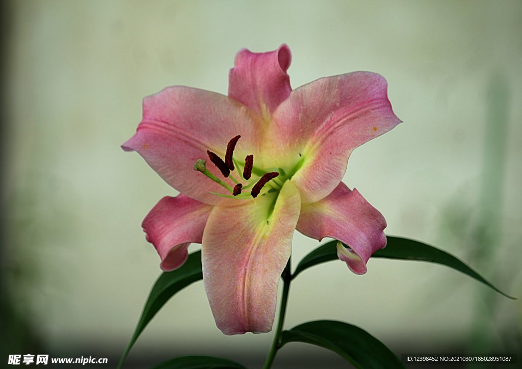 百合花