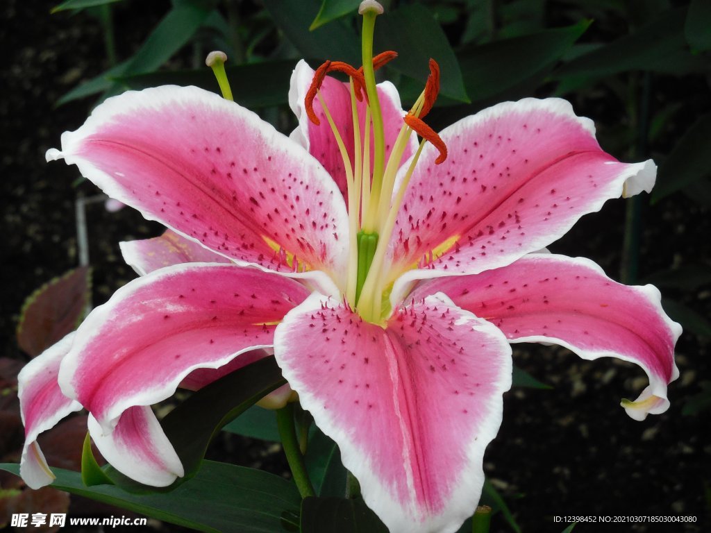 百合花